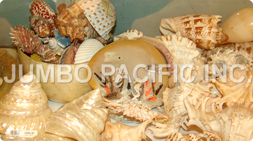 菲律宾最美好的自然组分未加工的壳