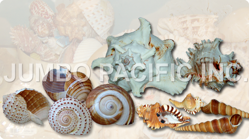 フィリピンの最も良く自然な部品の未加工貝の貝の標本
